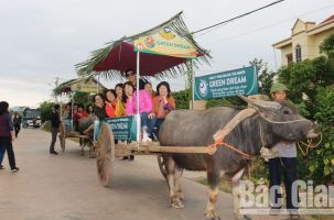 Doanh nghiệp lữ hành đưa hơn 100 khách về tham quan, trải nghiệm tại vườn quả Lục Ngạn