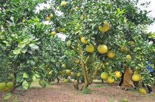 Khảo sát vùng cây ăn quả huyện Lục Ngạn