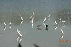 Hội thảo Bảo tồn khu hệ chim nước cư trú tại Đại học Nông Lâm 