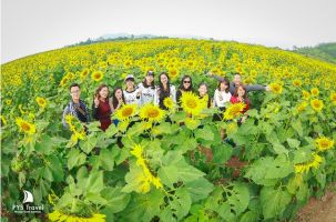 Lễ hội hoa hướng dương ở Nghệ An sẽ khai mạc ngày 25/12