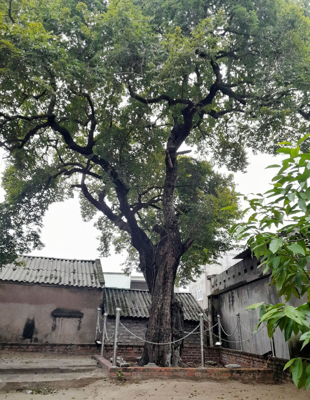 Bắc Giang: Cây thị hơn 300 tuổi được công nhận “Cây cổ thụ có giá trị lịch sử - văn hóa”