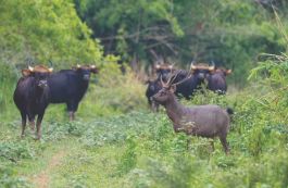 Vườn quốc gia Cát Tiên được xét vào Danh lục xanh thế giới