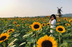 Ngắm cánh đồng hoa rộng cả ngàn mét vuông ở Bắc Giang