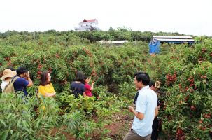 Đánh thức tiềm năng du lịch của "vựa trái cây" Bắc Giang 