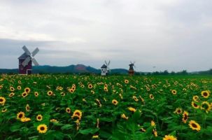 Phim trường Rose Garden 