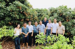Bắc Giang: Khảo sát tour du lịch mùa vải thiều