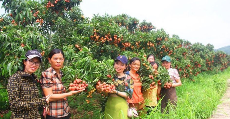 Mùa du lịch trên “vương quốc vải thiều”