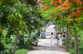 Check-in đường hoa đẹp như phim ở Bắc Ninh