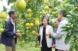 Bắc Ninh: Nhộn nhịp mùa cam, bưởi