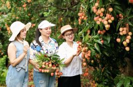 Thu hút du khách đến vùng vải sớm ở Tân Yên