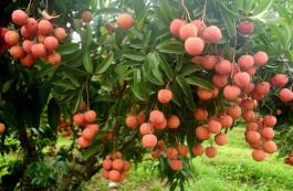 Bắc Ninh lựa chọn 117 vườn vải đẹp phục vụ du lịch trải nghiệm