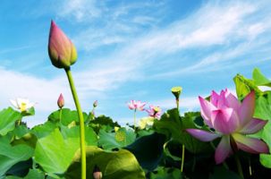 Nghị quyết 92 - động lực để ngành Du lịch bứt phá trong thời gian tới