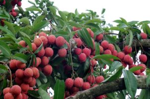 Vải đầu mùa Bắc Giang đã có mặt tại thị trường Mỹ