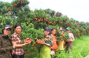 Mùa du lịch trên “vương quốc vải thiều”