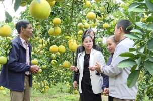 Bắc Ninh: Nhộn nhịp mùa cam, bưởi