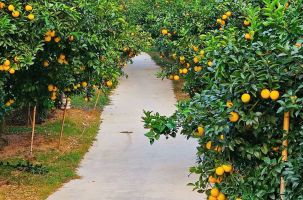 Mê mẩn vườn cam bạc tỷ ở Kiên Lao (Bắc Ninh)