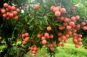 Bắc Ninh lựa chọn 117 vườn vải đẹp phục vụ du lịch trải nghiệm