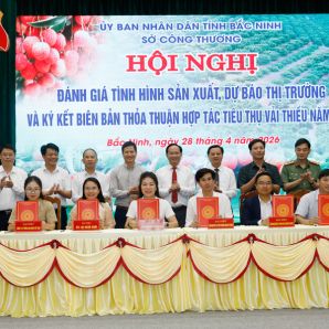Bắc Ninh mở rộng tiêu thụ vải thiều vụ 2026