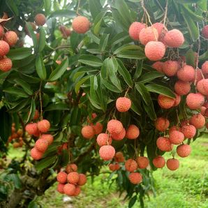 Bắc Ninh lựa chọn 117 vườn vải đẹp phục vụ du lịch trải nghiệm