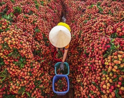 Bắc Ninh lựa chọn 143 vườn vải đẹp phục vụ du lịch trải nghiệm
