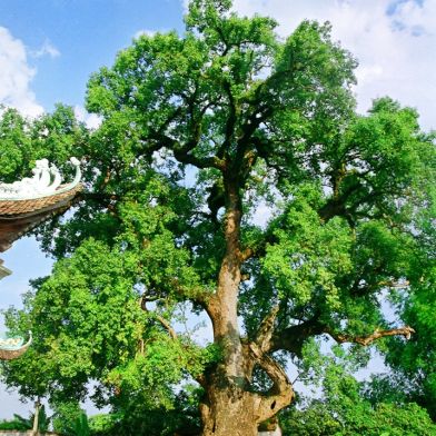 Cẩm nang du lịch Bắc Giang
