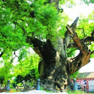 Cây Dã Hương Ngàn Năm Tuổi Ở Tiên Lục, Lạng Giang, Bắc Giang