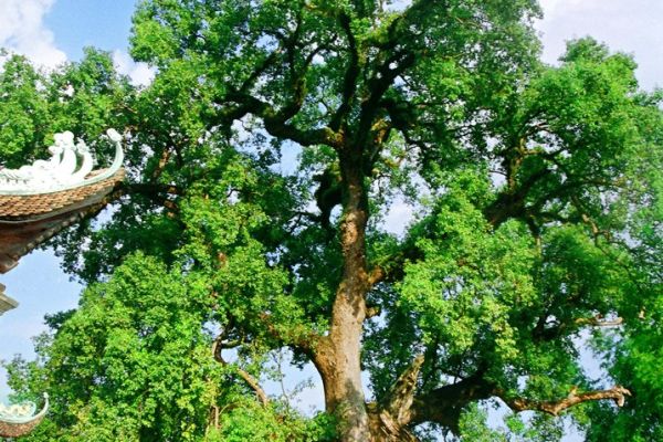 Cẩm nang du lịch Bắc Giang