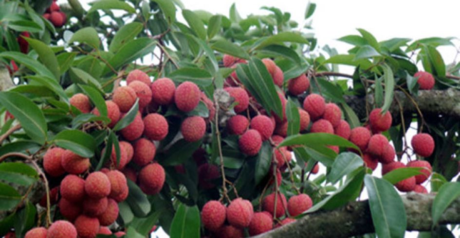 Vải đầu mùa Bắc Giang đã có mặt tại thị trường Mỹ