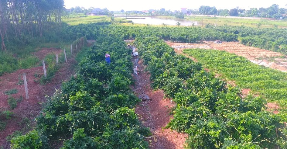 Sâm Nam núi Dành – báu vật trên vùng đất thiêng
