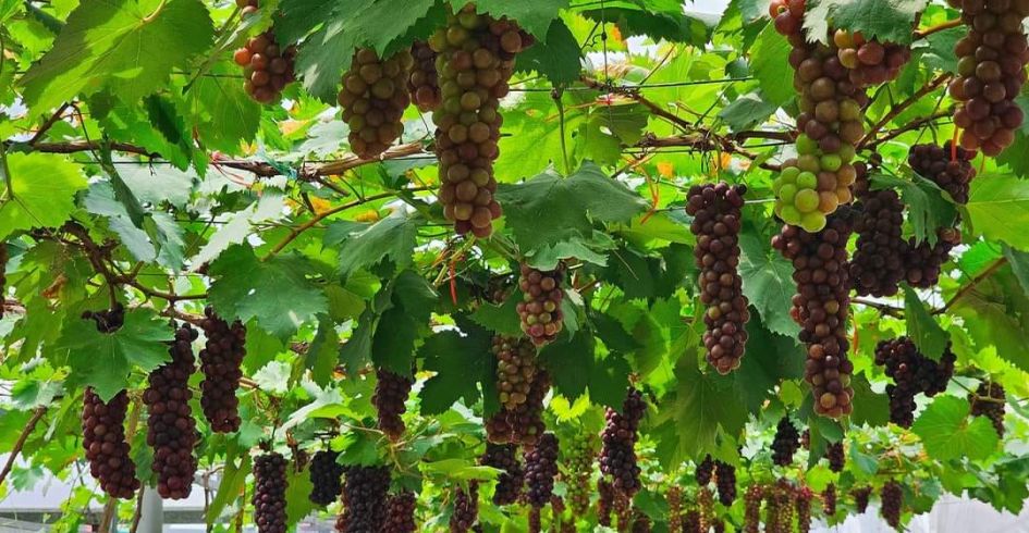 Trải nghiệm du lịch sinh thái, nông nghiệp tại điểm du lịch trường Đại học Nông-Lâm Bắc Giang