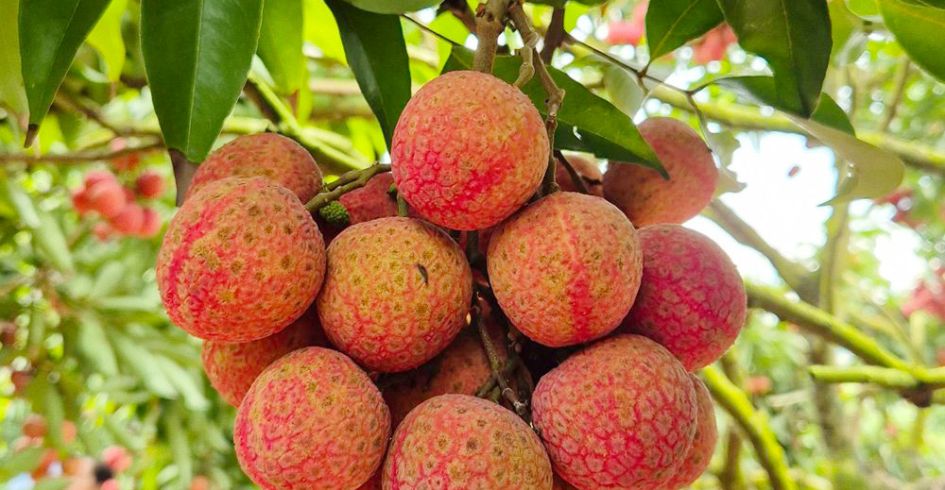 Độc đáo vườn vải thiều trĩu quả, 30 năm không mất mùa