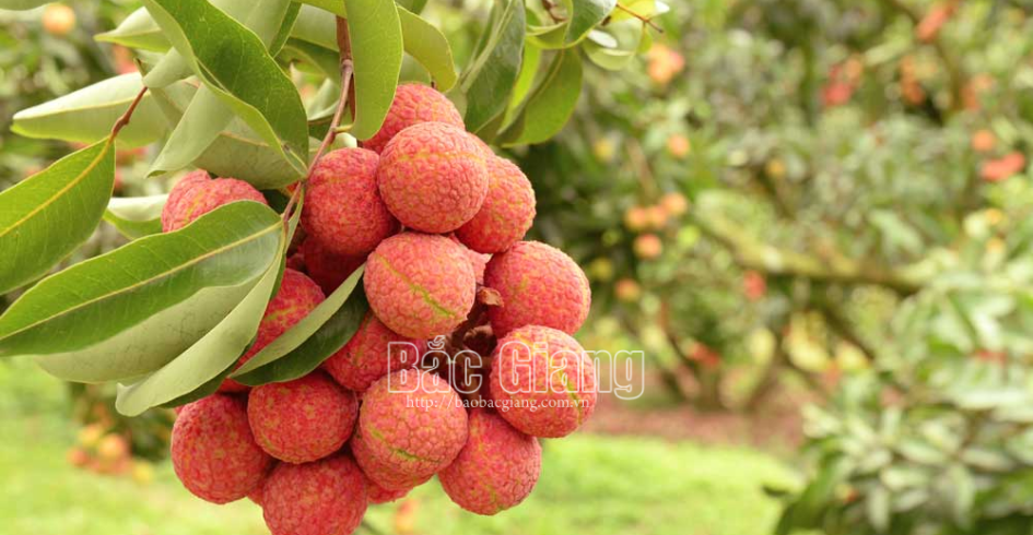 Lục Ngạn - vùng vải an toàn mời gọi
