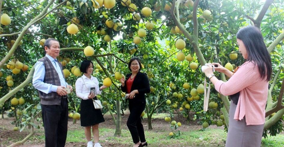 Bắc Giang: Mùa quả ngọt mời gọi