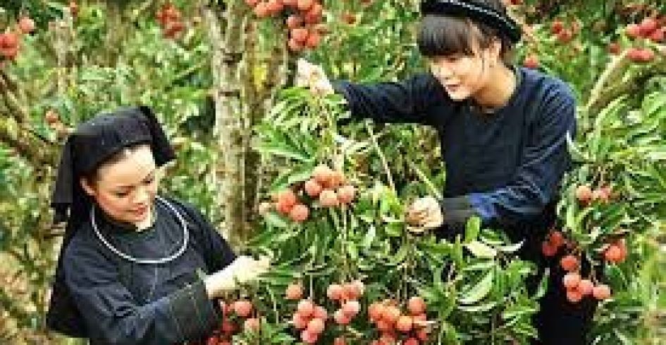 Đặc sắc Du lịch cộng đồng, trải nghiệm huyện Lục Ngạn