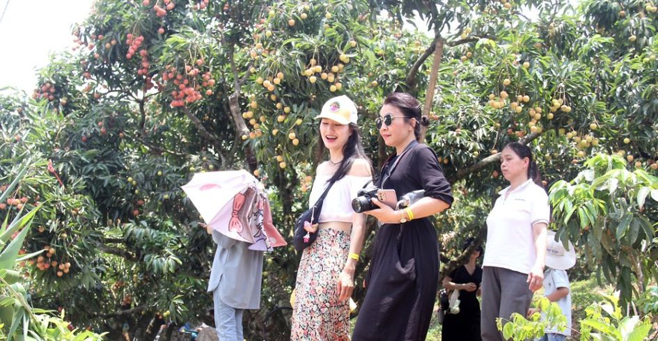 Phát triển du lịch mùa vải thiều: Làm mới để hút khách
