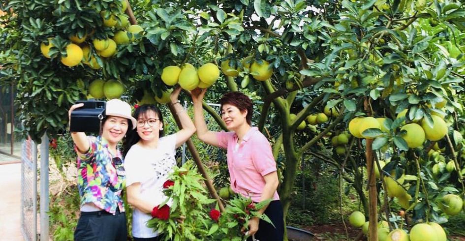 Lục Ngạn: Vào mùa cam, bưởi