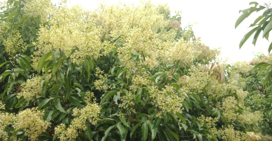 Lục Ngạn, Bắc Giang: Trắng trời một sắc trắng hoa vải