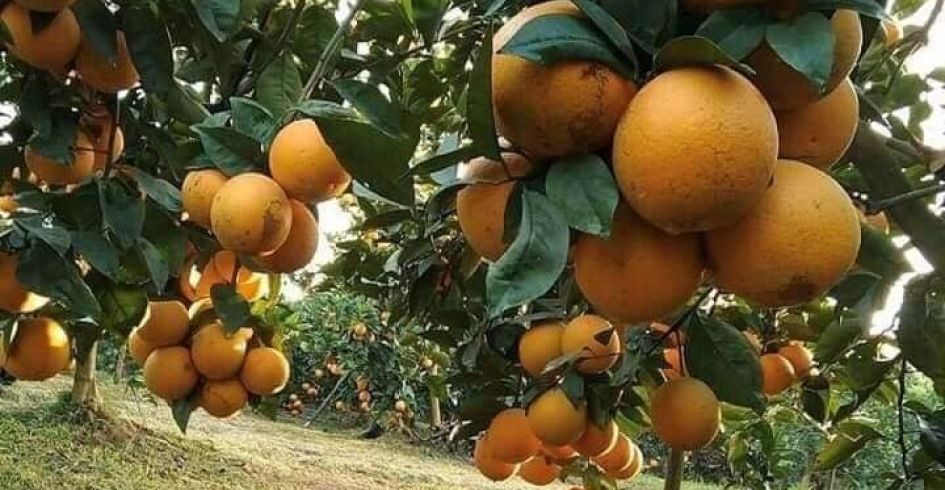 Tân Mộc, Lục Ngạn - mùa cam