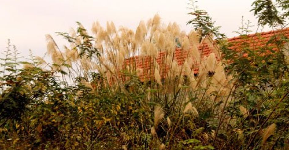 Bông lau nở trắng rừng Tây Yên Tử