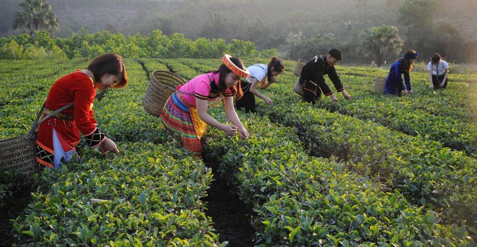 Phát triển du lịch nông thôn trong xây dựng nông thôn mới