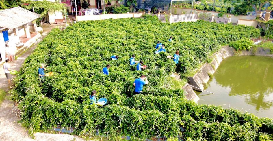 Bắc Giang: Về Tân Yên trải nghiệm mùa hoa sâm Nam núi Dành