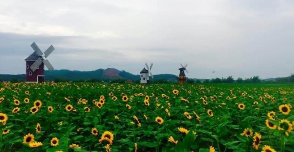 Phim trường Rose Garden 