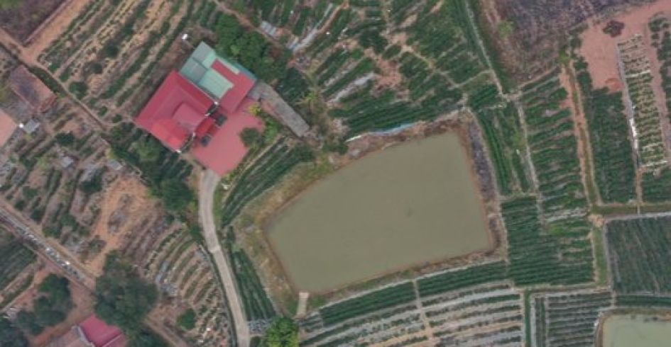 Phát triển bền vững và quảng bá sâm nam núi Dành bằng chuỗi liên kết