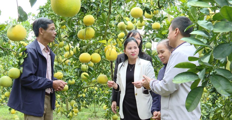 Bắc Ninh: Nhộn nhịp mùa cam, bưởi