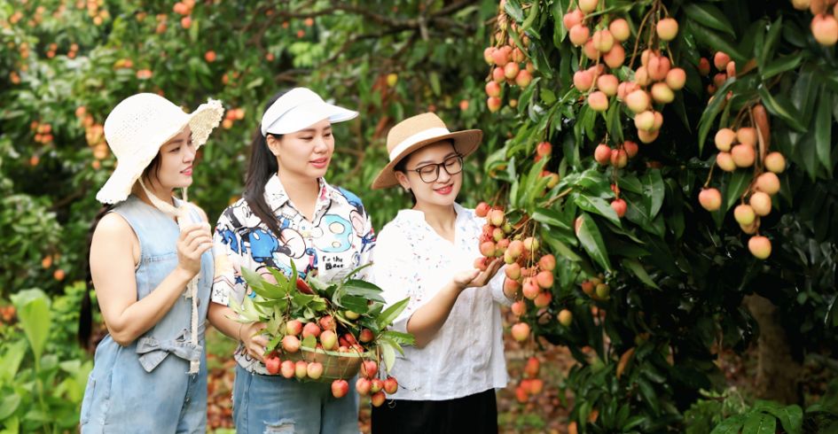 Thu hút du khách đến vùng vải sớm ở Tân Yên