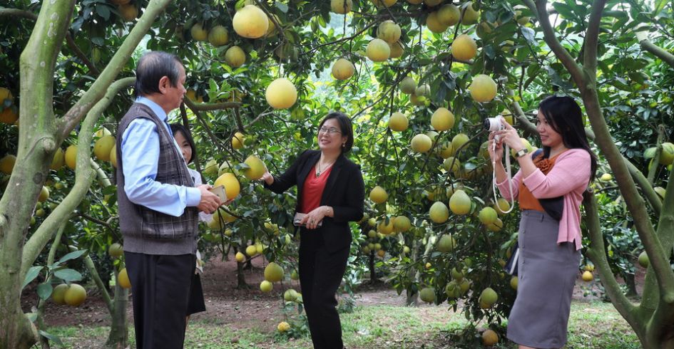 Trải nghiệm Lục Ngạn mùa cam bưởi