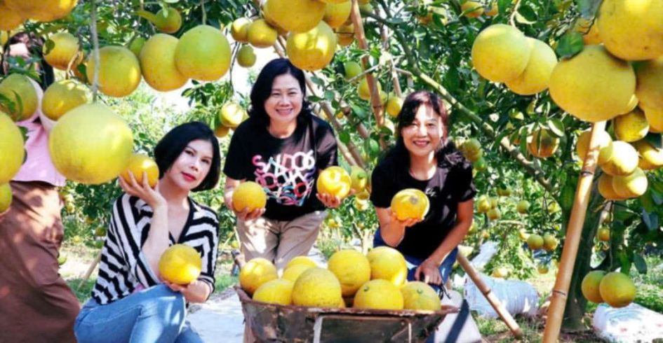Lục Ngạn: Nhà vườn, hợp tác xã chủ động đón khách du lịch mùa cam bưởi