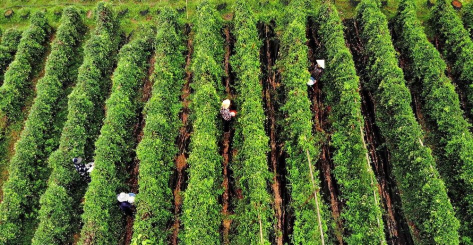 Điểm du lịch tâm linh sinh thái núi Dành