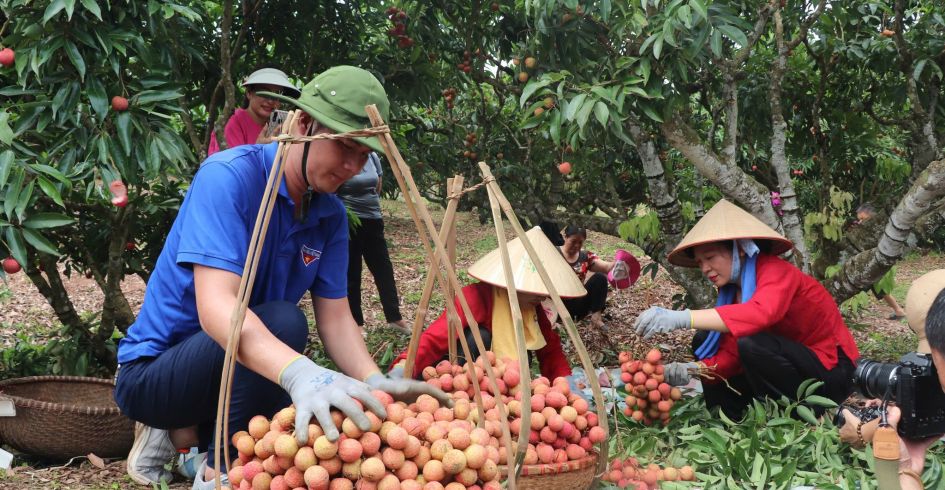 Chương trình du lịch: “Vải thiều Lục Ngạn - Tinh hoa trái cây Việt”