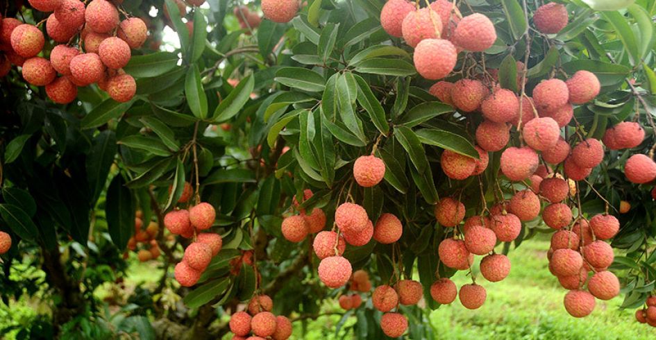 Bắc Ninh lựa chọn 117 vườn vải đẹp phục vụ du lịch trải nghiệm